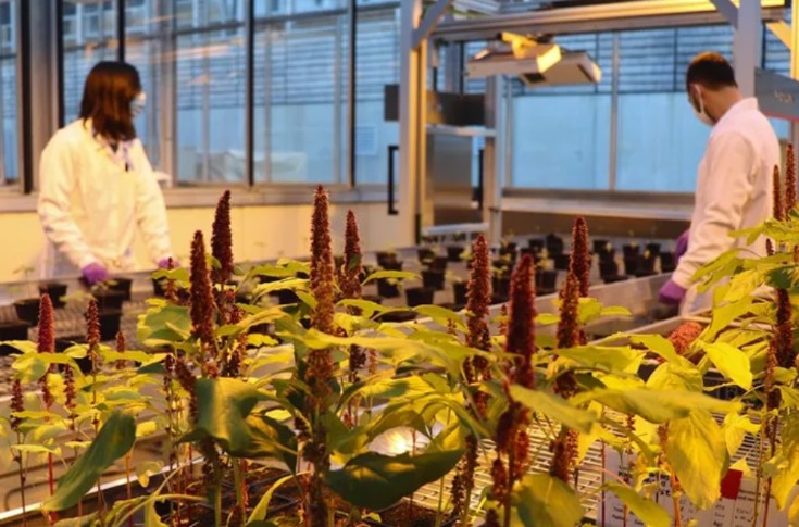 Des micropeptides contre le mildiou, l’oïdium, et même les mauvaises herbes