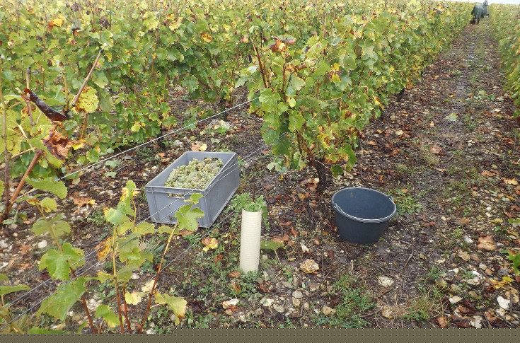 2 tonnes de raisins volés sur pied en Touraine