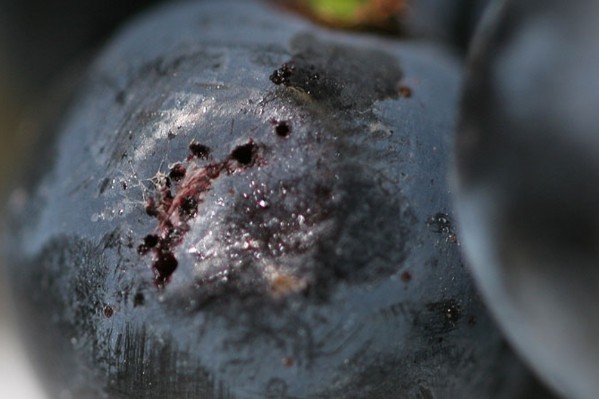 Eudémis et botrytis menacent la vendange bordelaise