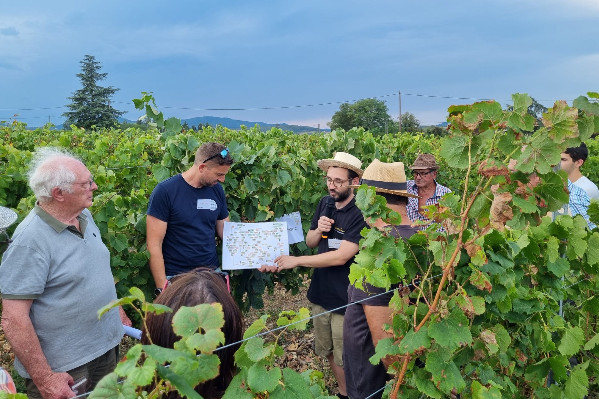 Les nouveaux cépages à l'épreuve des maladies et du climat