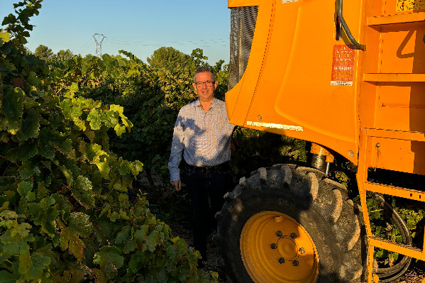 Le vignoble a la'boule au ventre ces vendanges'