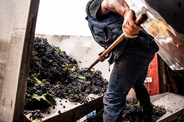 Le b.a-ba de vinification en blanc de noirs