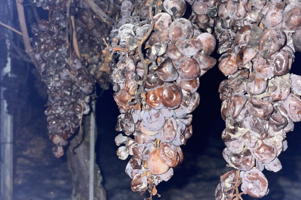 Un premier vin de glace désalcoolisé en Allemagne