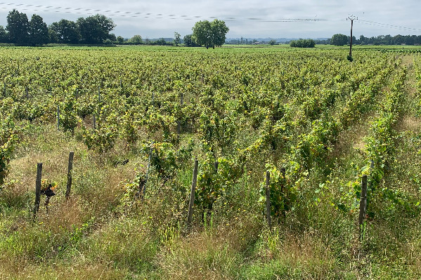 Le glyphosate, solution aux vignes en friche ?