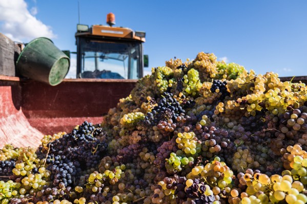 Les viticulteurs déçus par les rendements 'à la limite du désespérant'