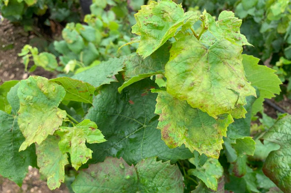 Le biocontrôle Belvine de Cérience convaincant contre le mildiou