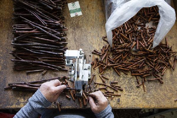 Les pépiniéristes subissent les répercussions de la crise viticole : 'on a rayé des noms dans nos fichiers clients'