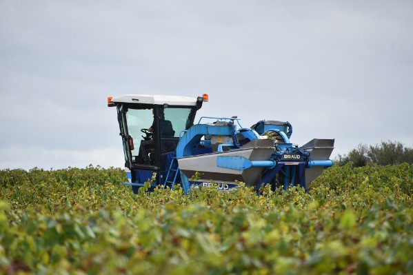 Le Muscadet attend la plus petite vendange de son histoire