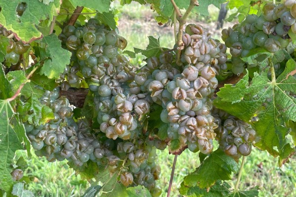 La grêle précipite les vendanges du Haut-Layon