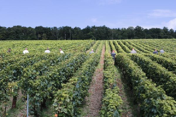 120 vignerons mobilisés : opération commando dans les vignes de Champagne pour traquer la flavescence dorée