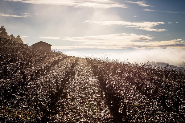 Saint-Chinian modifie son cahier des charges pour des vins plus frais et une meilleure résilience