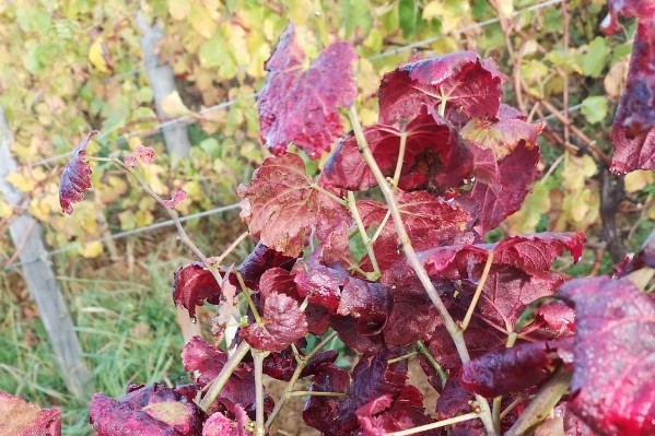 Des traitements plus ciblés contre la flavescence dorée au vignoble