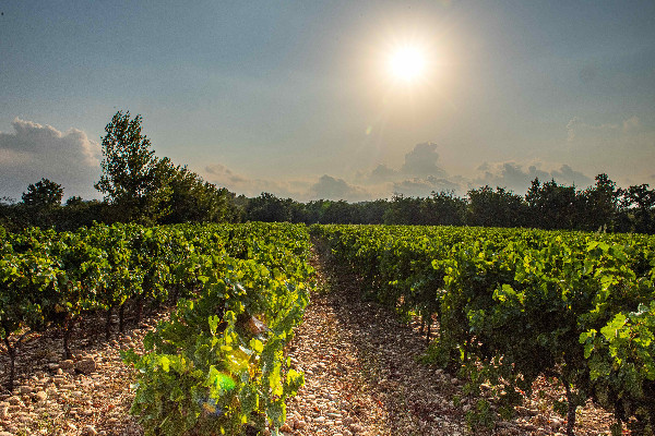 Le nouveau domaine du Tau part de zéro avec 16 ha de vignes à Lirac