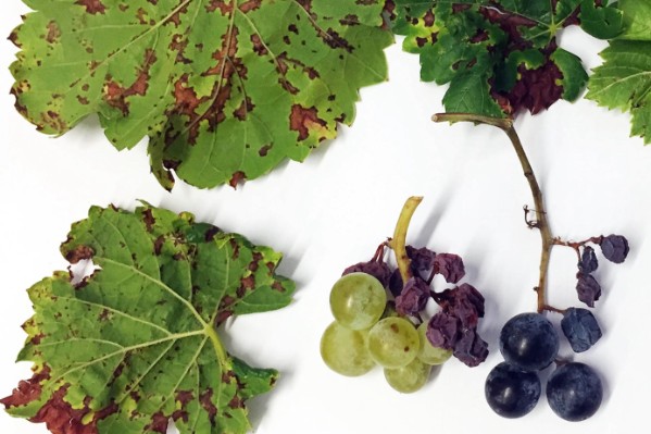 Il ne faut pas jeter les vignes résistantes avec l'eau des symptômes du mildiou