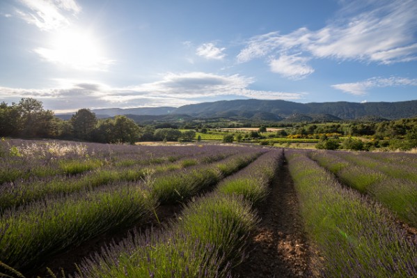 L’appellation Luberon prépare son avenir viticole