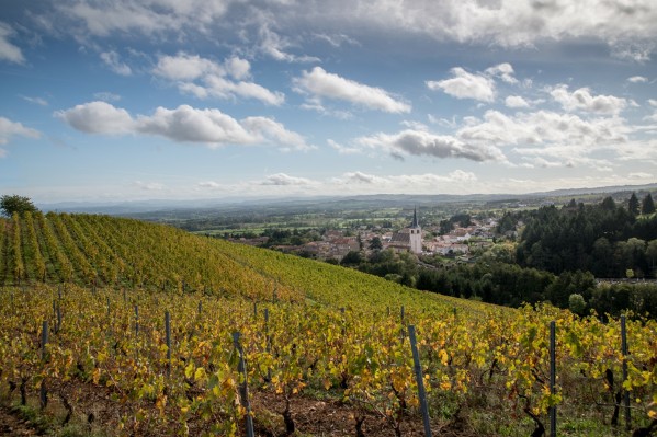 Le vignoble AOC change d’altitude face au changement climatique