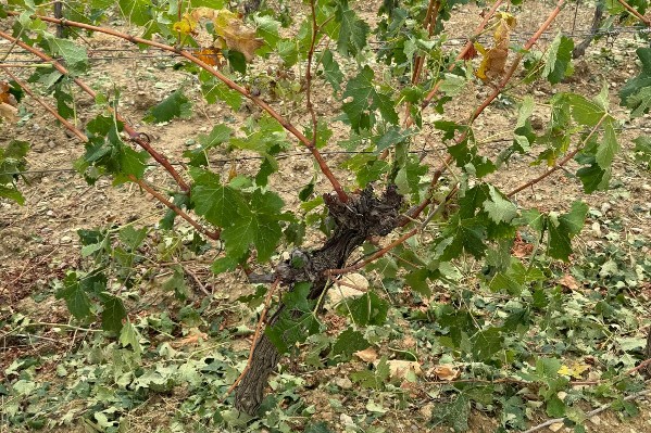 150 000 € pour les viticulteurs sinistrés par la grêle