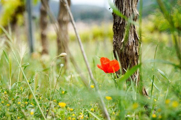 La réponse régionale au manque d’enthousiasme vigneron pour la diversification agricole