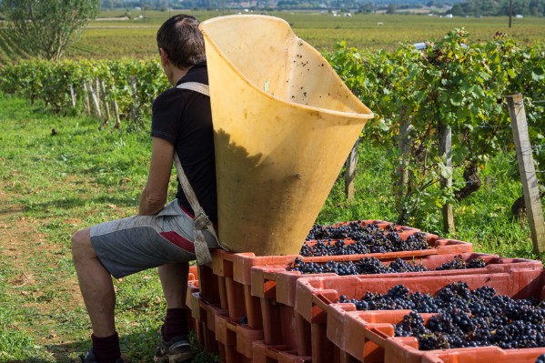 Vendanges mi-figue mi-raisin en Bourgogne