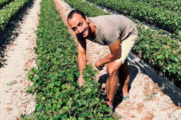 'On a transporté les plants de vigne à la main' une vraie galère pour planter et entretenir les pépinières