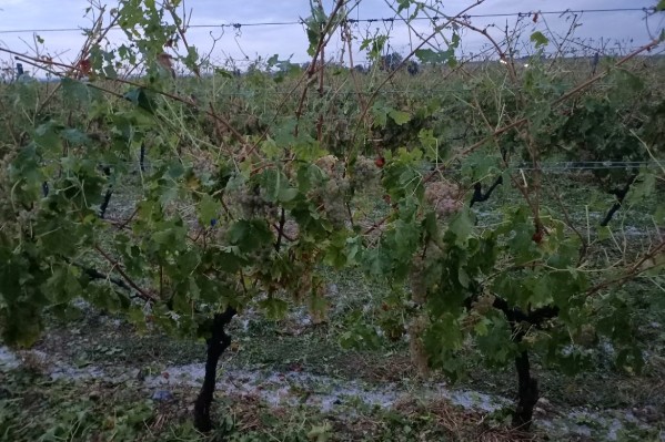 Branle-bas de combat pour vendanger les raisins caillassés par la grêle