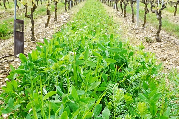 Comment implanter ses couverts sans planter ses vignes