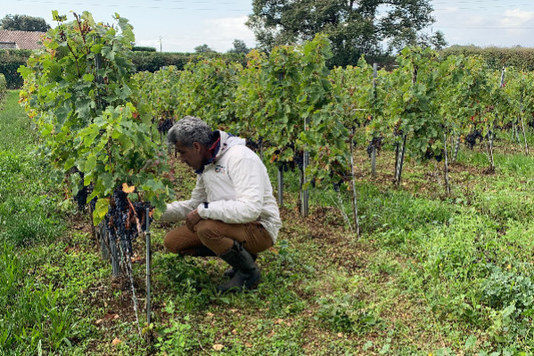 L’antimildiou extraterrestre tient le coup dans les vignes