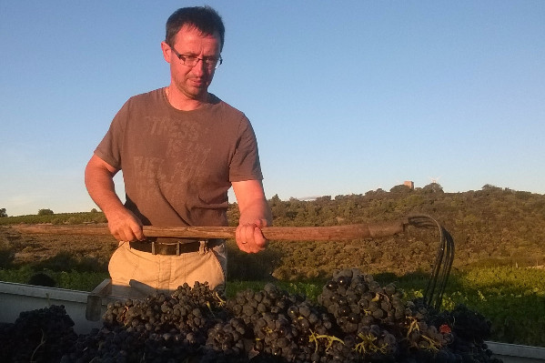 'Il faudra arracher vite toutes les vignes qui le demandent'