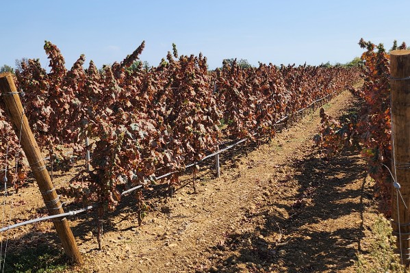 Vignes carbonisées : la cicadelle africaine est déjà en France