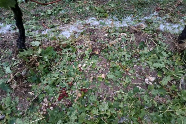 350 hectares de vendange chipés par la grêle aux viticulteurs de Cognac