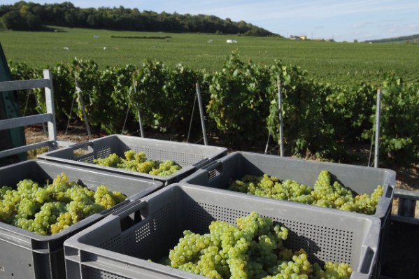 'Certains viticulteurs ont pris une telle claque qu’ils n’ont pas vendangé' en Champagne