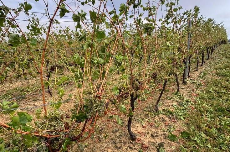 La grêle vendange des centaines d’hectares : 
