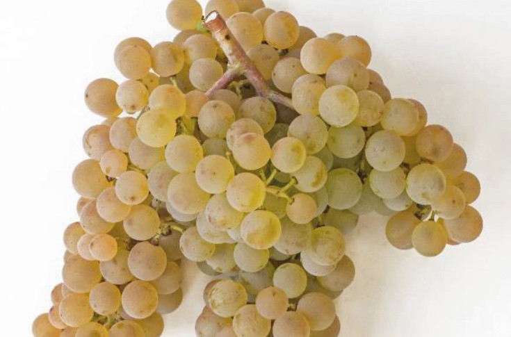 Un nouveau cépage résistant dédié aux vins effervescents