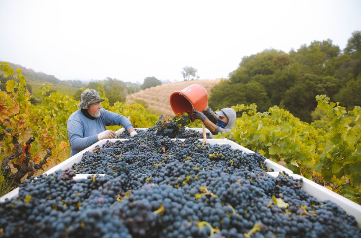 Arrachages, surgreffages, raisins laissés sur pied… la Californie vendange les inquiétudes