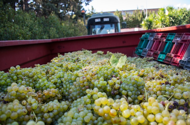 Les vignerons  Les vignerons