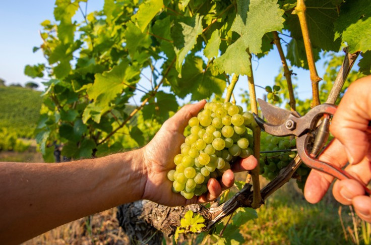 High native yeast populations across French vineyards due to hot vintage