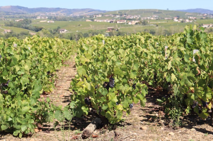 In Beaujolais this year, “our yields are at either end of the spectrum”