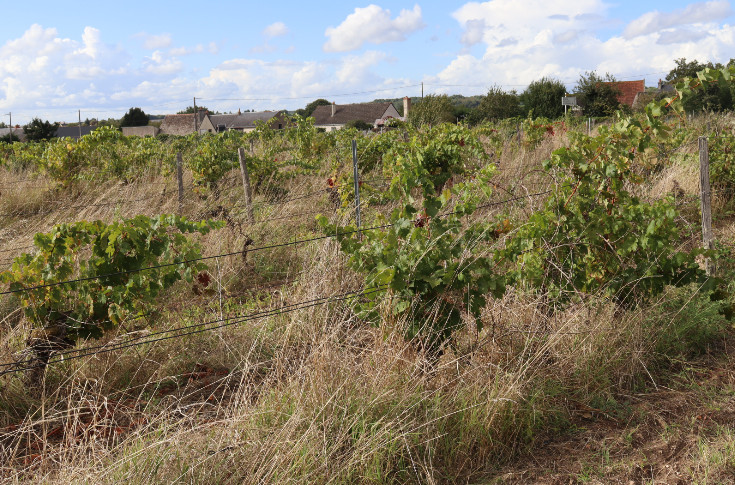 355 ha de friches recensés en Touraine