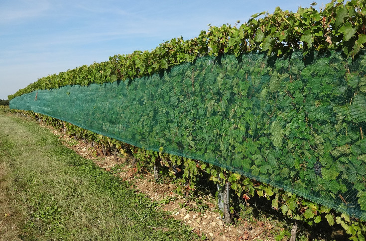 Le vignoble du futur ? 