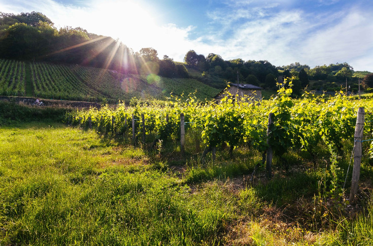 La Savoie vendange sa reprise de souffle : 