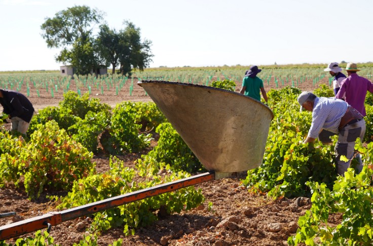 Chute de la vendange espagnole, revalorisant les vins blancs, mais pas les vins rouges : 
