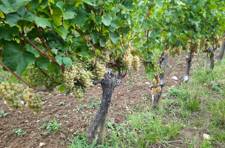 Vins du Jura qui déchantent sur les rendements et qui rient sur la qualité