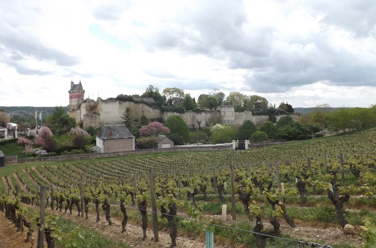 Chinon génère 19 000 €/ha en valorisant mieux ses vins