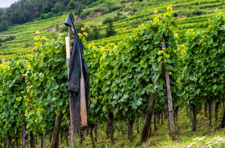 Le suicide d’un vigneron bouleverse Bordeaux : 