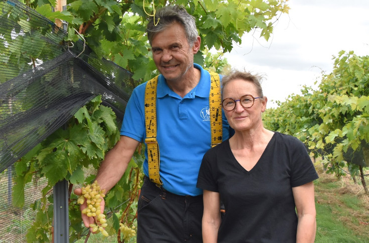 Ces vignerons passent au raisin de table : 