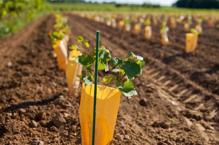 “Even after the harvest, young vineyards still need to be protected”