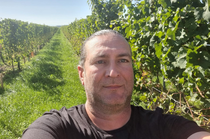 Petits rendements et grands enjeux commerciaux pour les vins d’Alsace