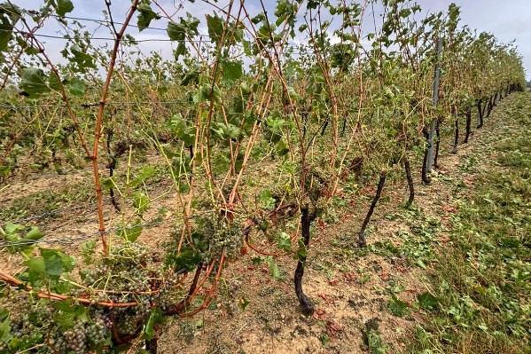 La grêle vendange des centaines d’hectares : 'rangs couchés, vignes complètement défoliées, 80 % du raisin tombé...'