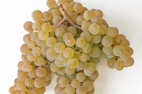 Un nouveau cépage résistant dédié aux vins effervescents