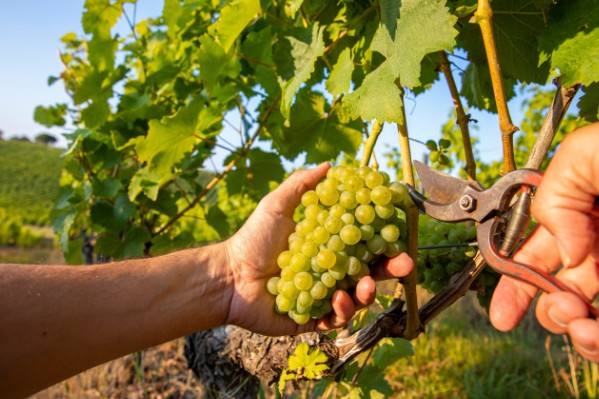 Beaucoup de levures indigènes sur les raisins de ce millésime caniculaire